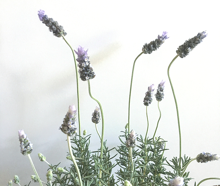 Healthy Living: Lavender